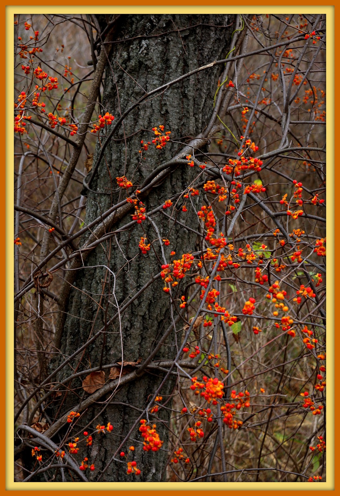 Walk With Father Nature Bittersweet