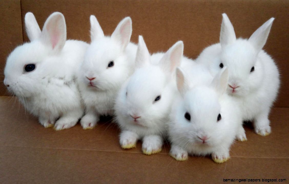White Baby Bunnies Hd Background Wallpaper 16 HD Wallpapers White Baby Bunnies Hd Background Wallpaper 16 HD Wallpapers