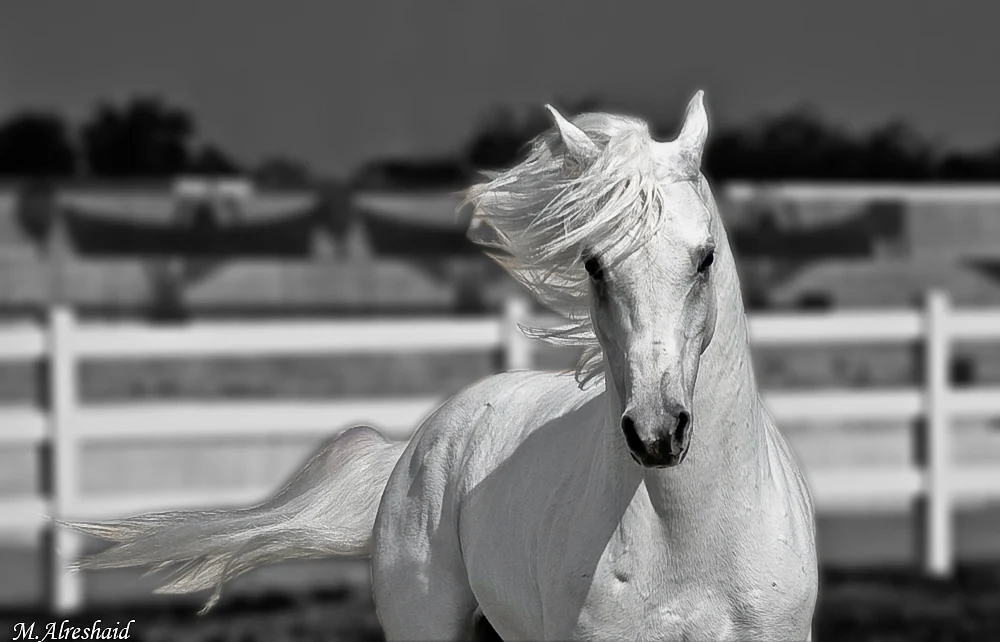 White Horse Wallpapers - Gratis Gambar Background Wallpaper