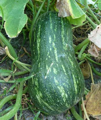 From Vegan to Paleo: Squash and Gourds... A-Z... Let's ...