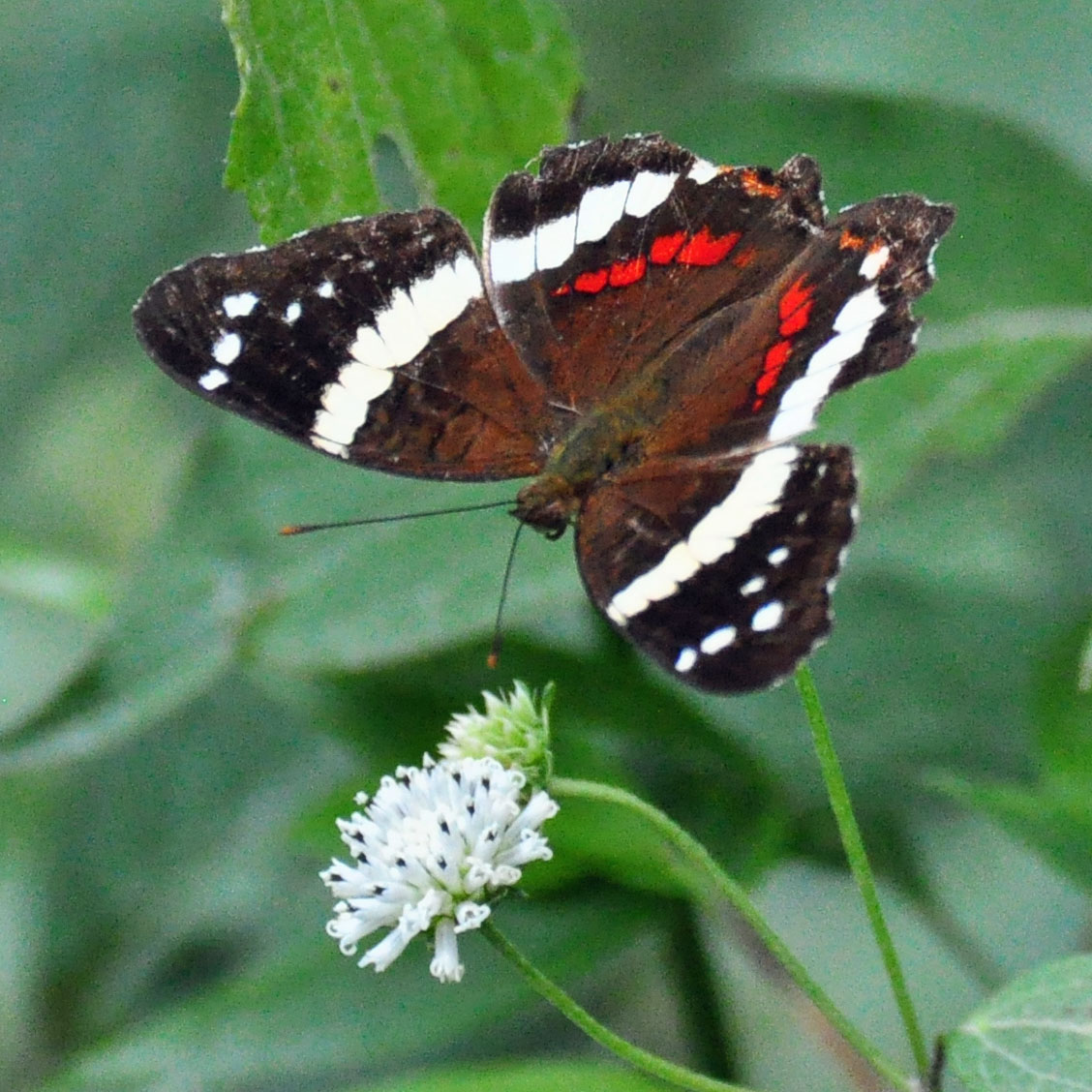 Through The Looking Glass Some Butterflies of Panama