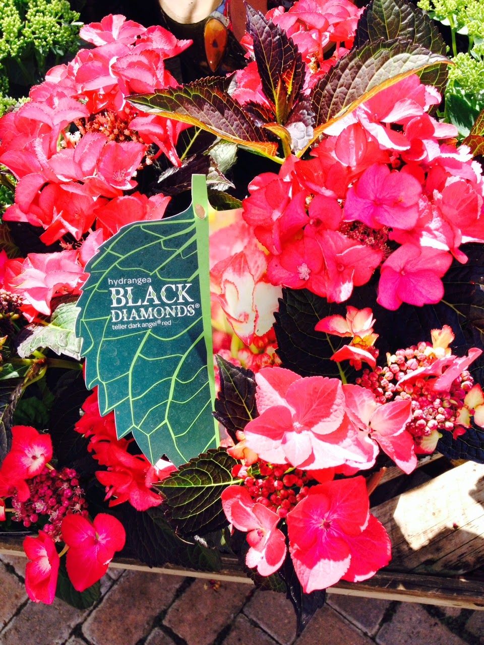 Mop Head Hydrangea Stock Photos Mop Head Hydrangea Stock Images