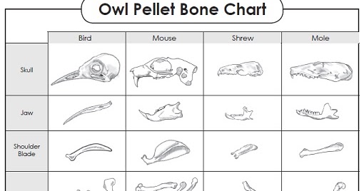 Owl Pellet Bone Chart