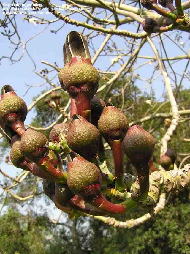 PlantWerkz Shaving Brush Tree Pseudobombax Ellipticum