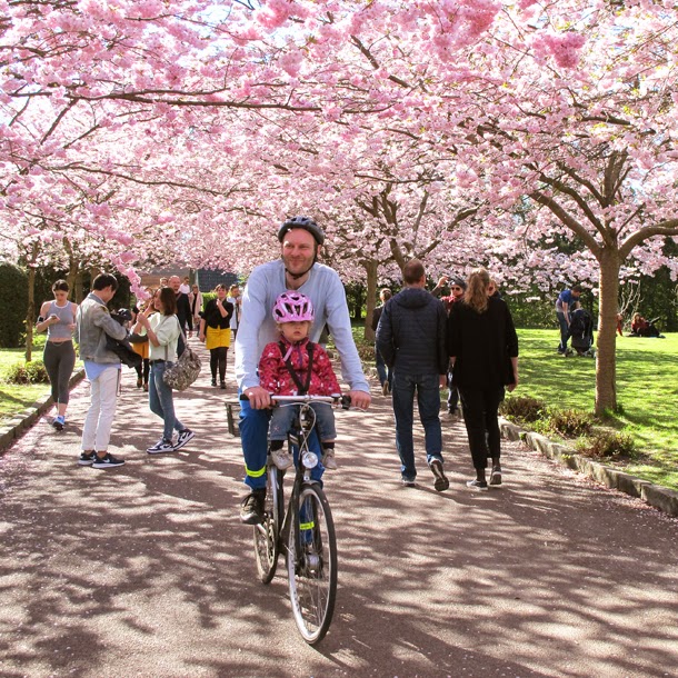 it's a heart heart season Cherry Blossom Viewing in Copenhagen