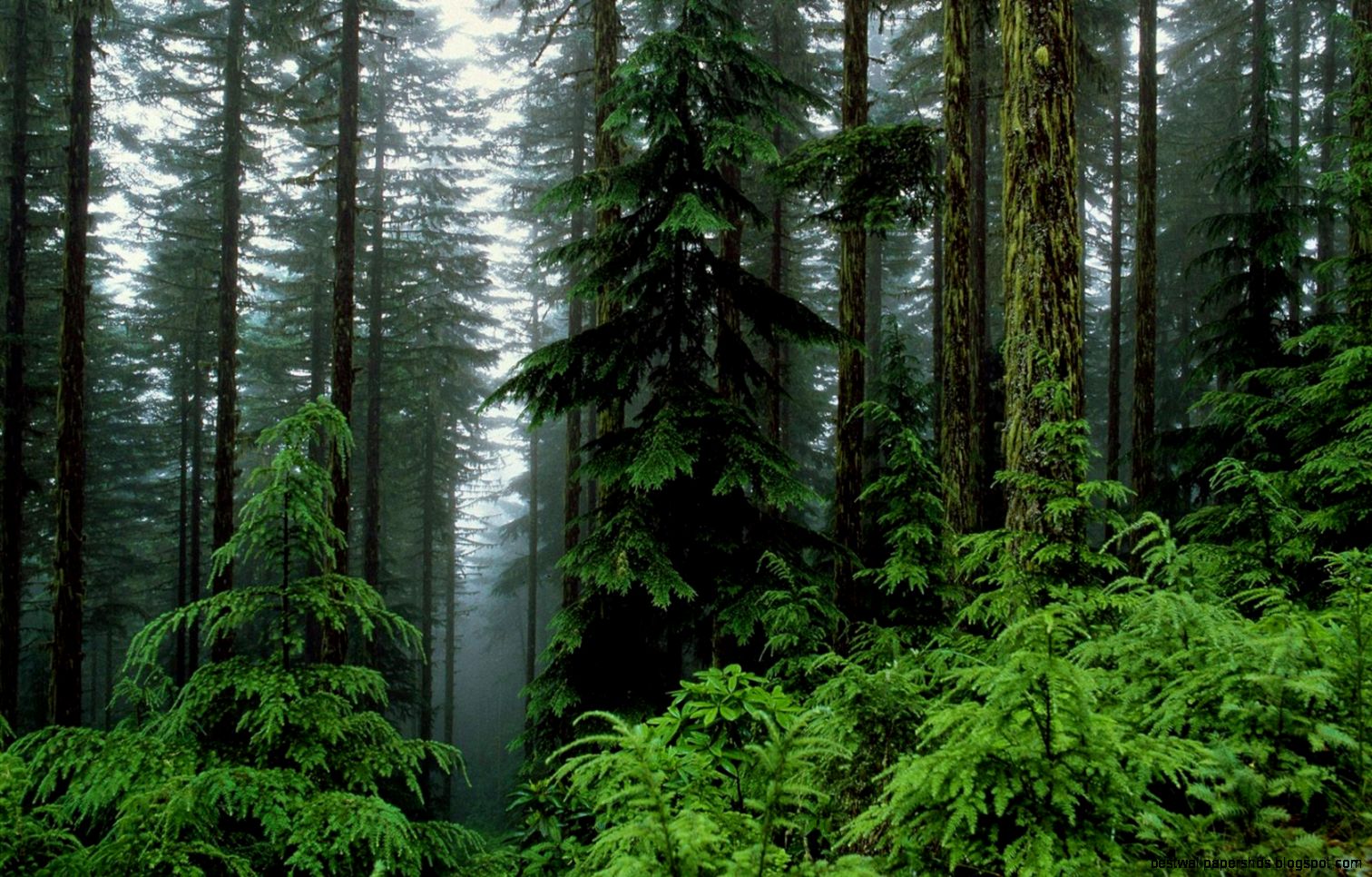 Forest trees seasons foliage Photo gallery Forest trees seasons foliage Photo gallery