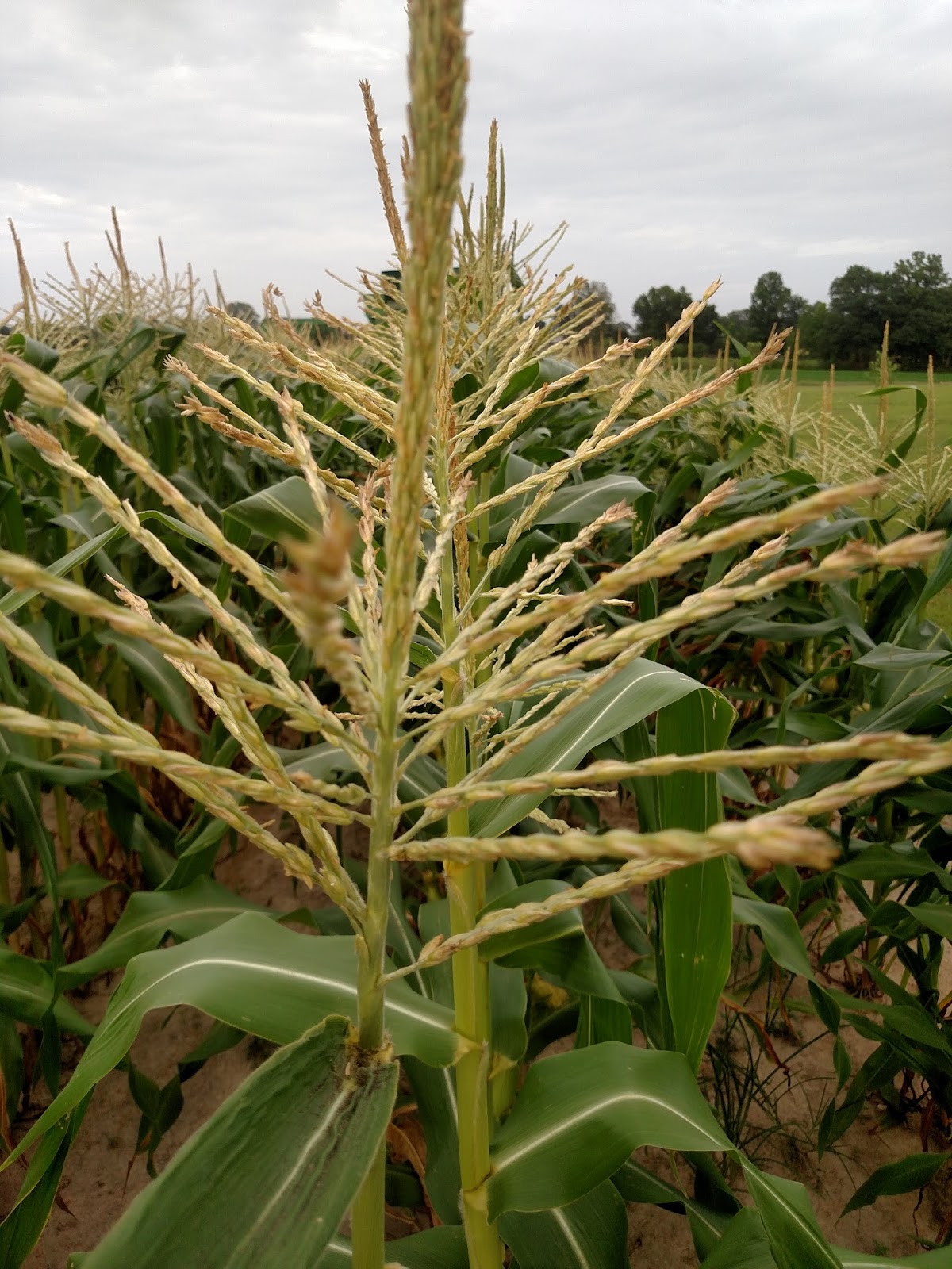 The Life of a Farmer's Wife Warning Corny Post Ahead!