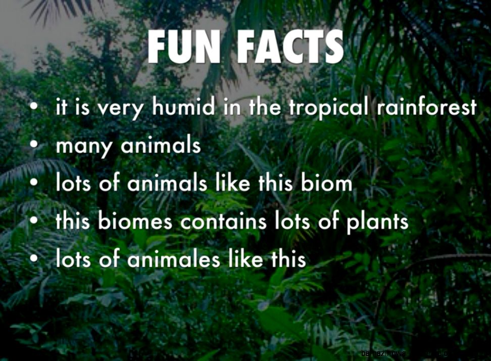 Facts On The Rainforest Amazing Wallpapers