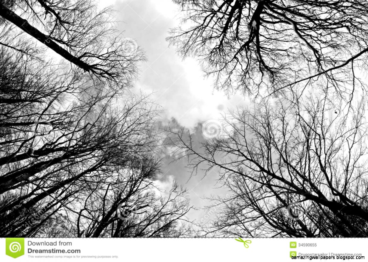 Black and White Forest Photography Black and White Forest Photography