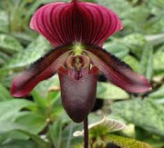 ORQUIDEA