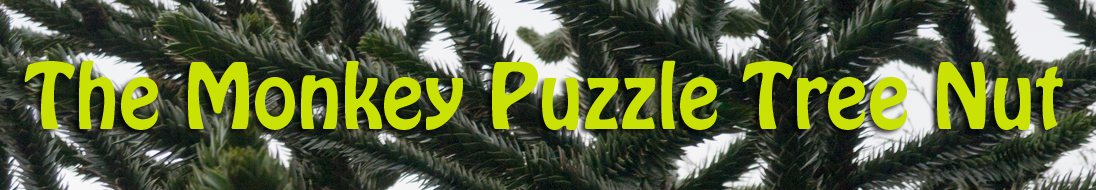 The Monkey Puzzle Tree Nut