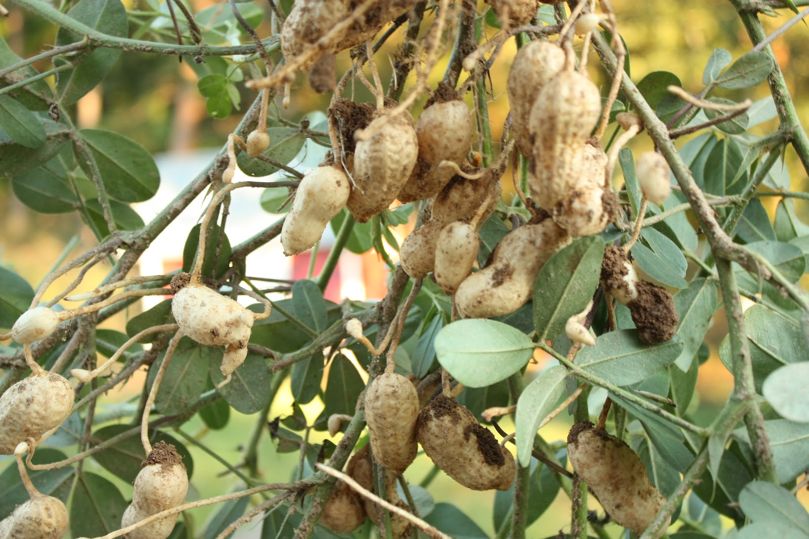 Growing Peanuts At Home Carolina Food Storage