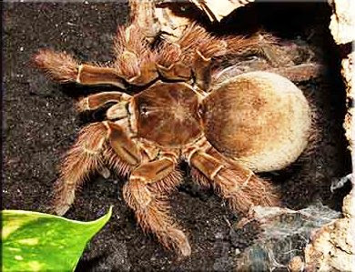 La araña más grande del Mundo: tarántula gigante, tarántula Goliat o tarántula pajarera (Teraphosa blondii). Fotos, videos y reseña.