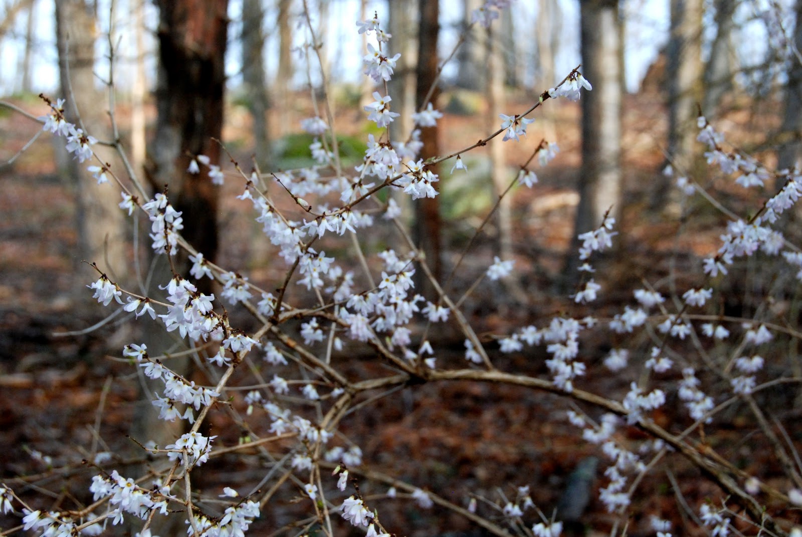 Beaux R Eves Forsythia Is Blooming