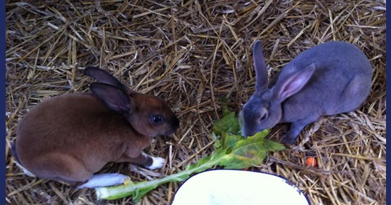 Our visit to Middle Farm in Lewes Parenting blog with a geeky craft