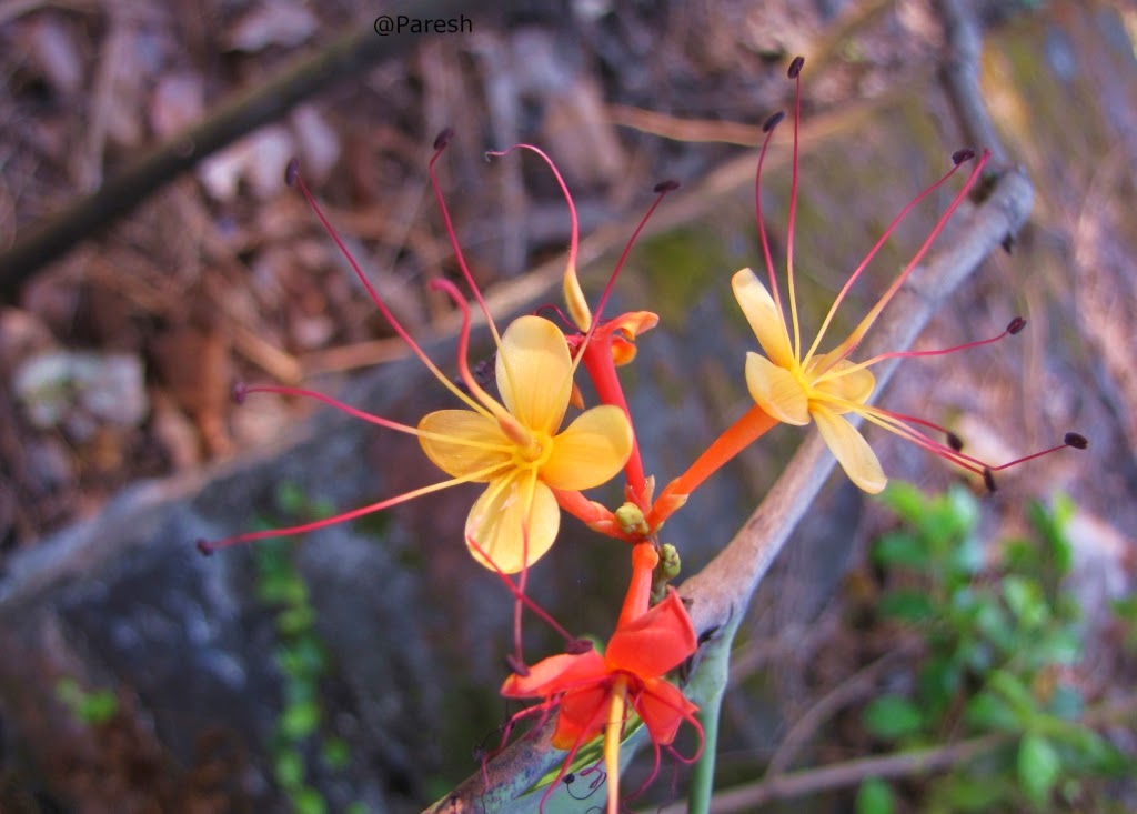 Gifting Trees... Ashoka The Great