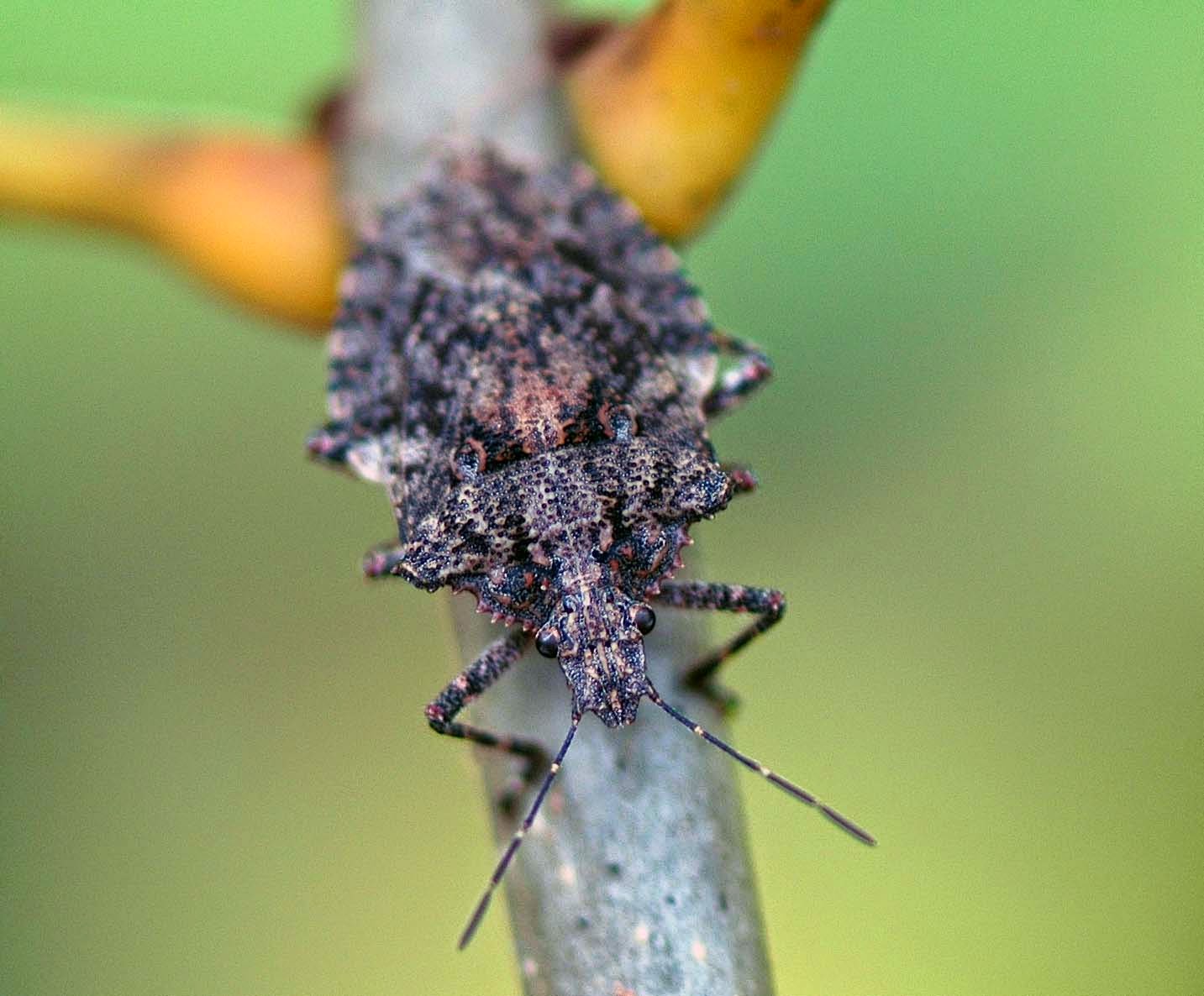Field Biology in Southeastern Ohio A Fall Insect Walk (and more