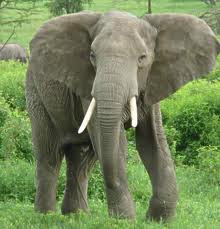 Aci Toscaexclusive Penggolongan Hewan Berdasarkan Jenis Makanannya