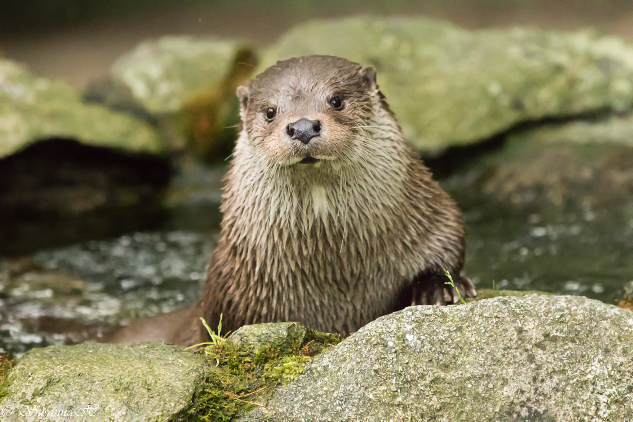 Luonnon luomaa Hämärää, lutra lutra )