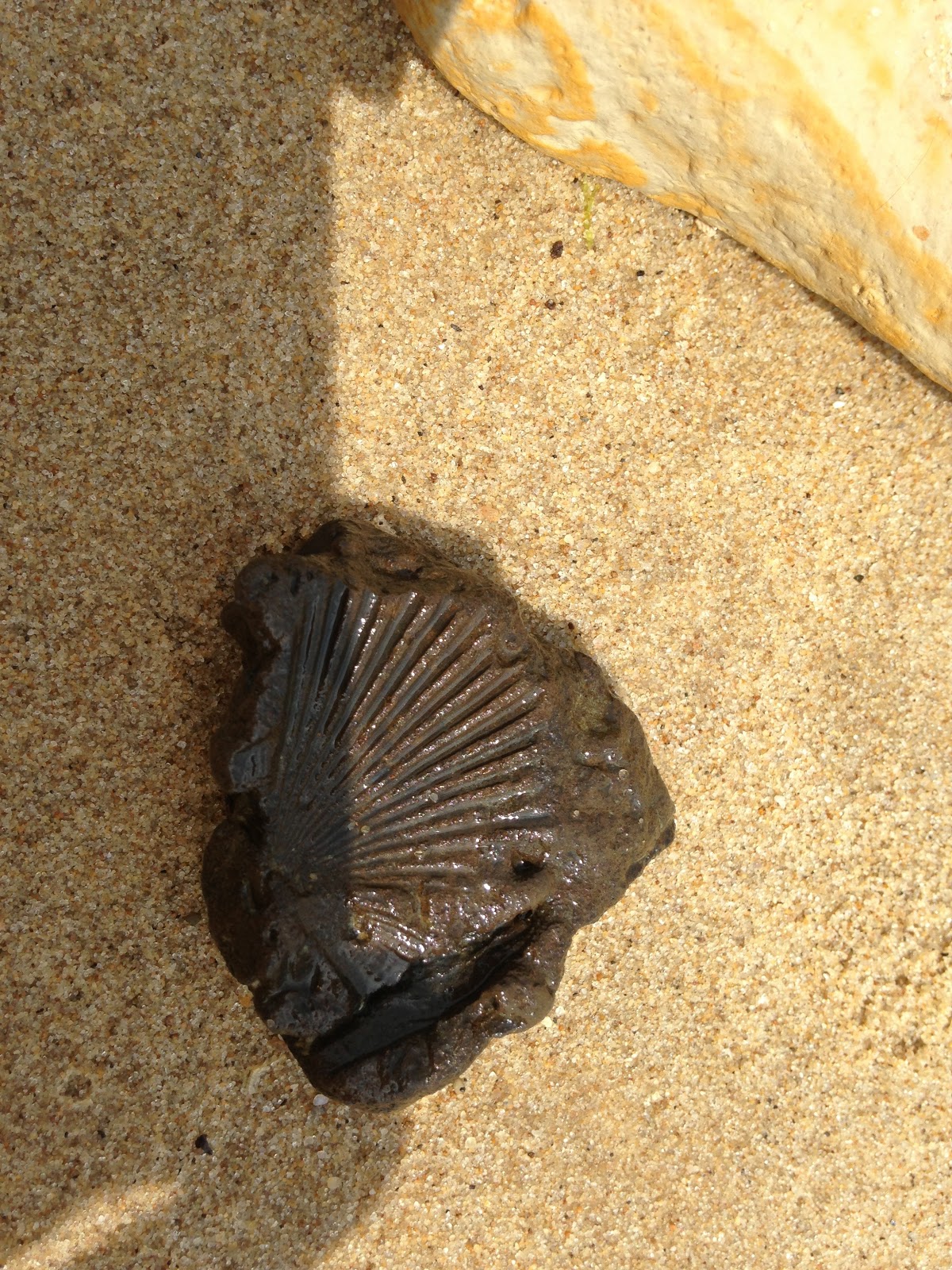 Chasing Glaciers Fossil Hunting at Calvert Cliffs State Park