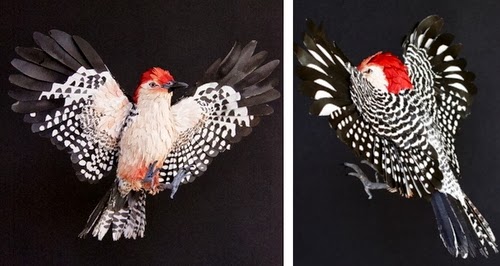 11-Red Belied-Woodpecker-Paper-Bird-Sculptures-Colombian-Artist-Diana-Beltran-Herrera-www-designstack-co