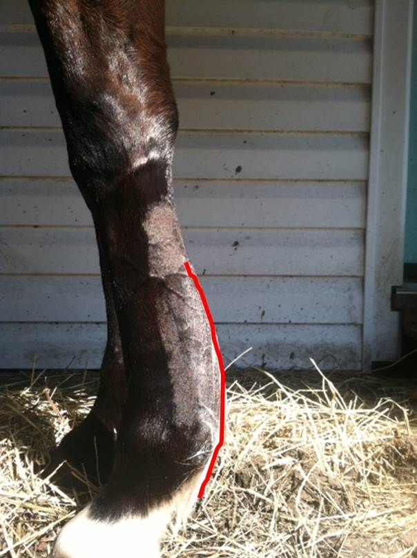 Michael Porter, Equine Veterinarian Superficial digital Flexor