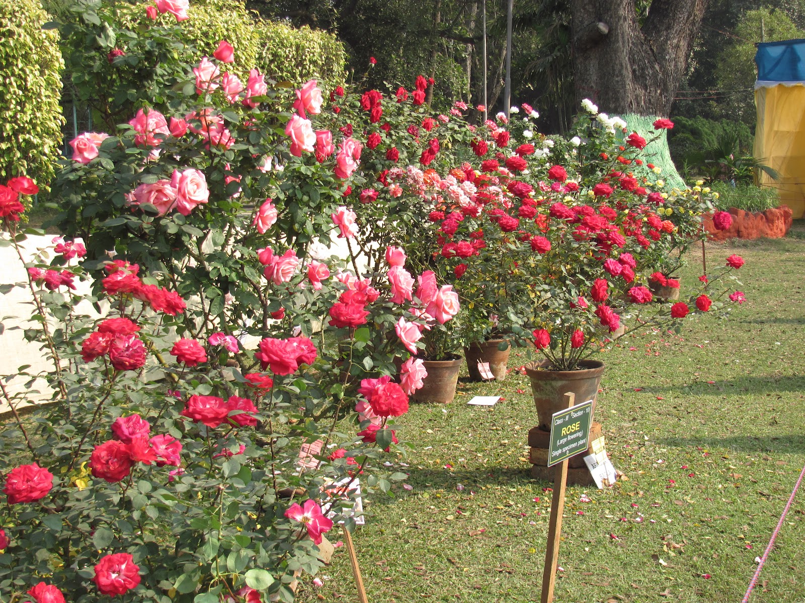 Own Cactus Eden Garden Flower Show 2012 at Kolkata.