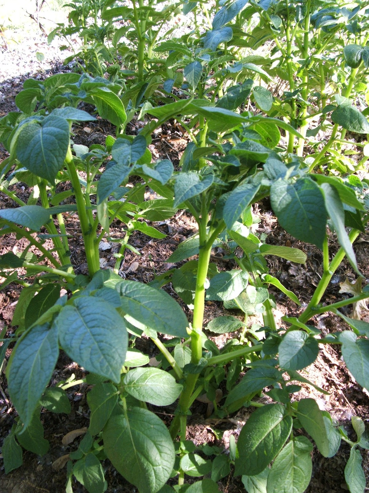 God�s Growing Garden Planting Potatoes in a Compost Pile??
