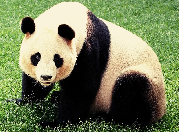 Contoh Hewan Herbivora Yang Harus Kamu Tahu | Contoh Majas