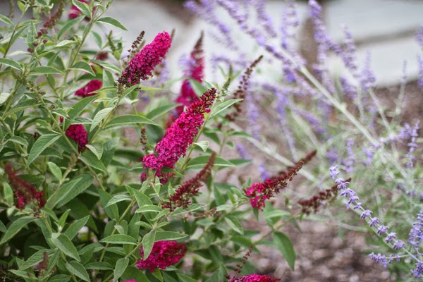 A Guide To Northeastern Gardening Pruning Buddleia Butterfly Bush
