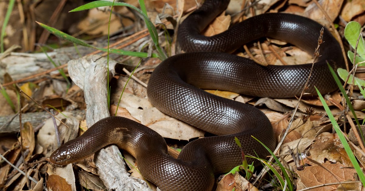 Real Monstrosities Rubber Boa