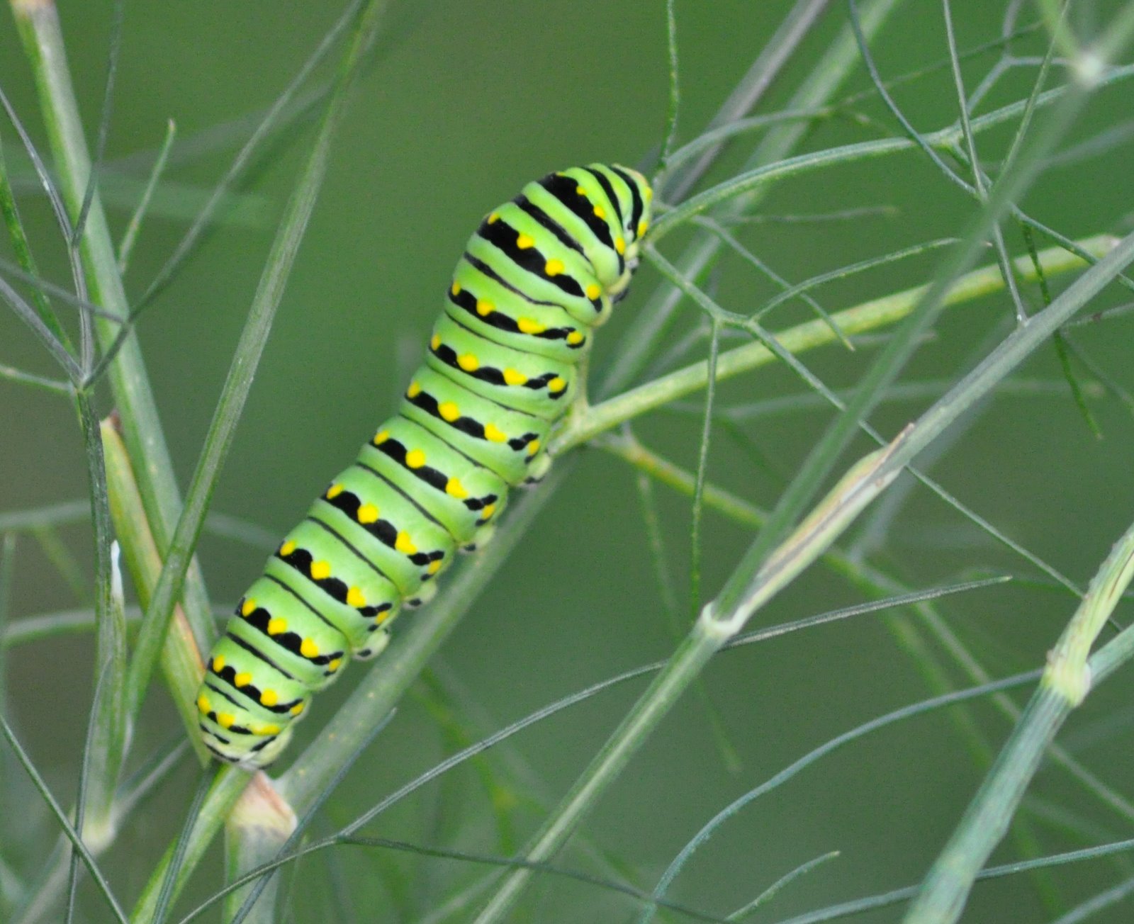My Iowa Garden Black Swallowtail and Caterpillar