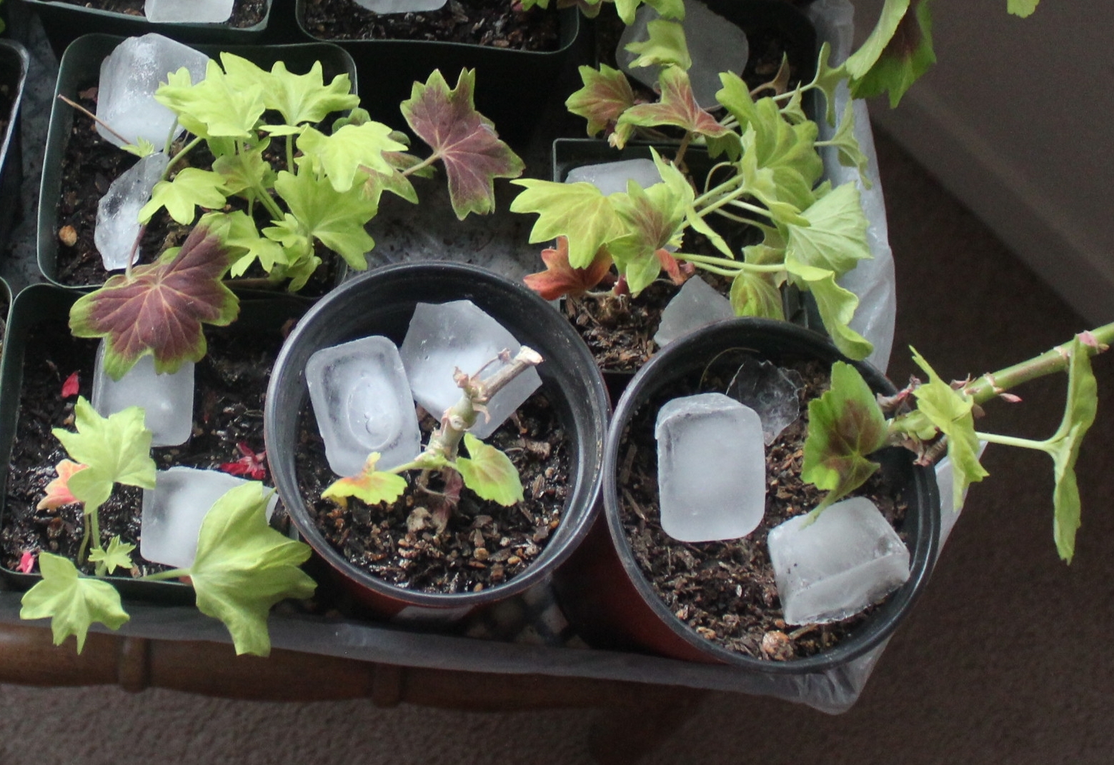 Garden Solutions for the High Desert Feeding Indoor Plants in the Winter