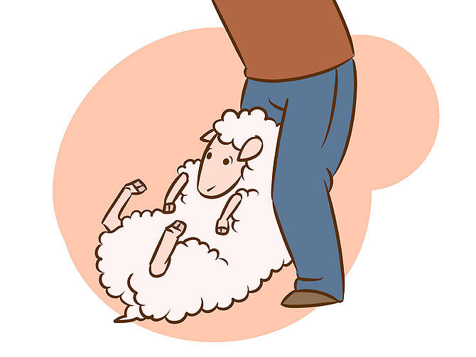 Electric Sheep Shears How to Shear a Sheep (with pictures)