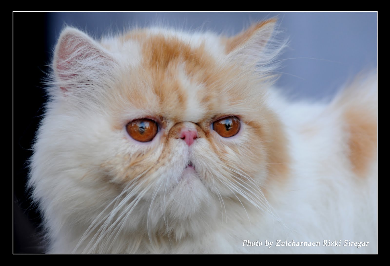 kucing anggora persia