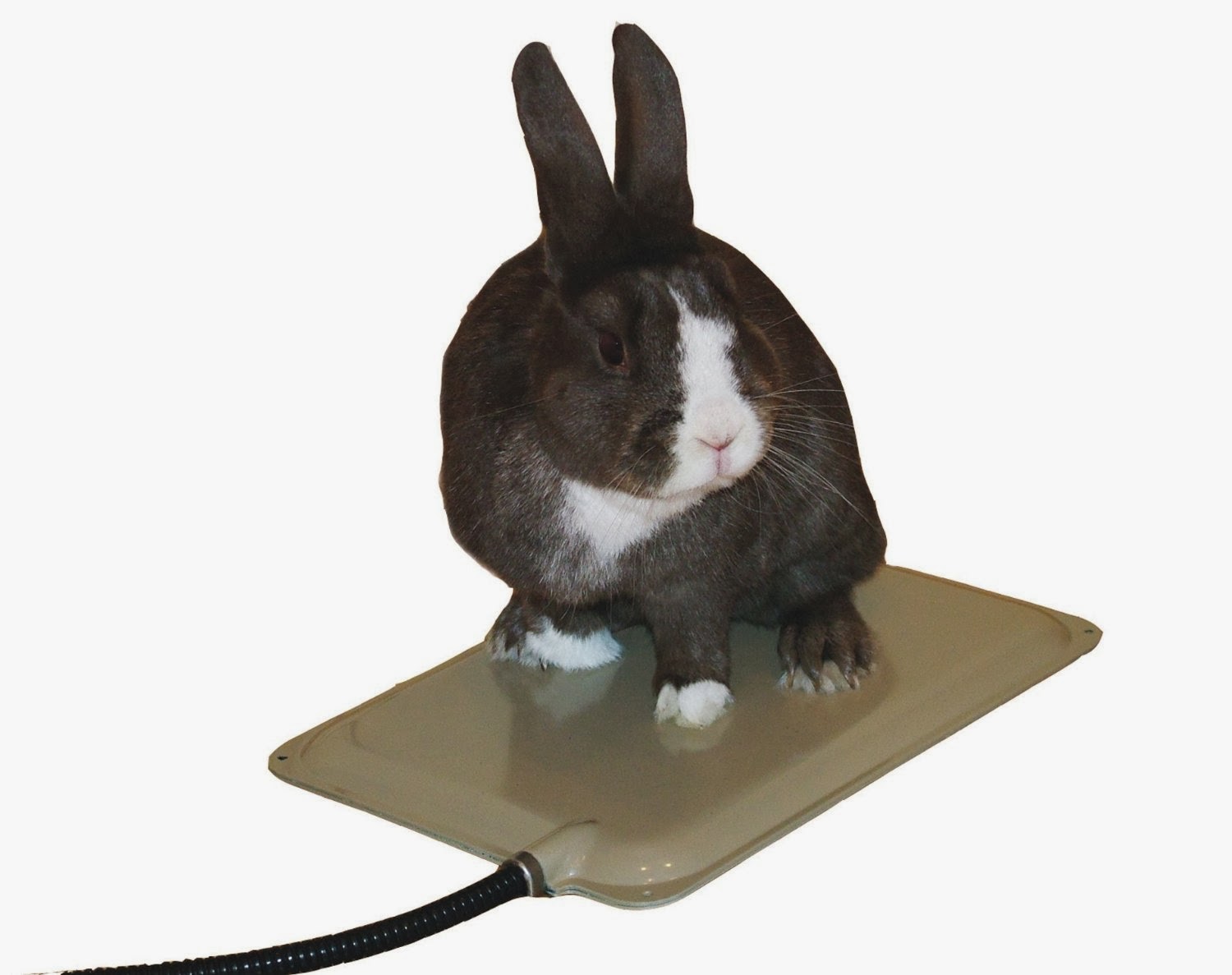 INSIGHT RABBIT K&H Heated Resting Mat for Small Animals, 9 By 12 Inches