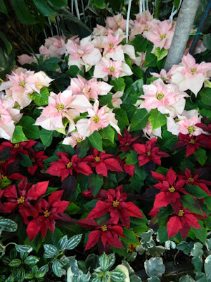 2015 Allan Gardens Conservatory Christmas Flower Show layers red pink while poinsettias by garden muses-not another Toronto gardening blog