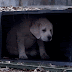 El tierno anuncio del perrito perdido
