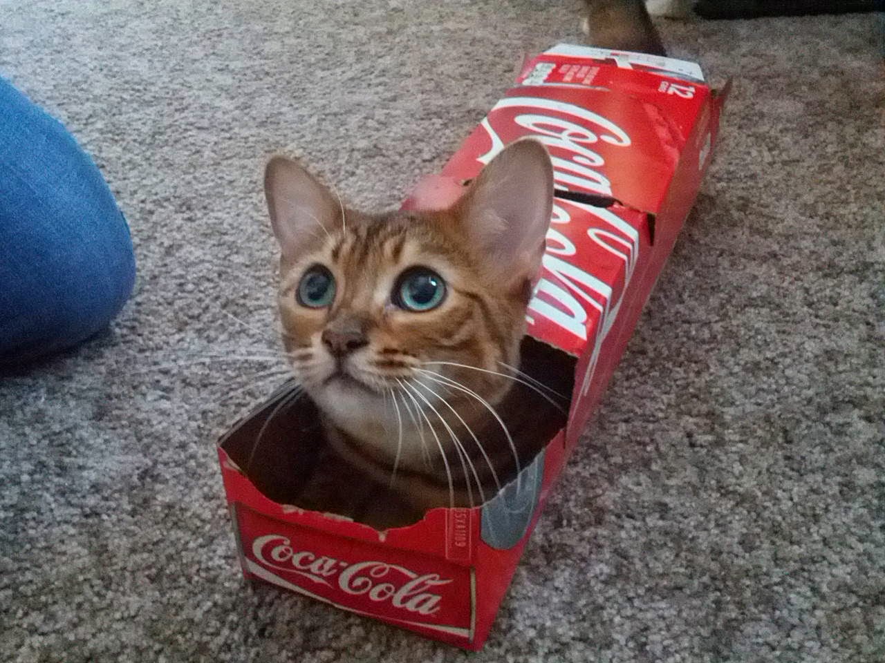 Funny cats - part 96 (40 pics + 10 gifs), cat pictures, cat playing in soft drink box