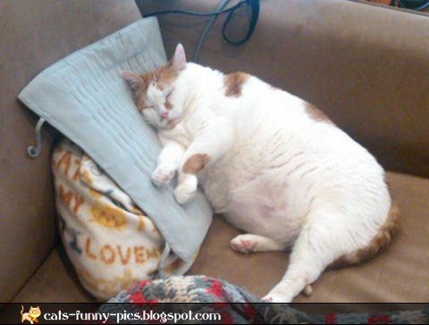 cats fat cat sleeping