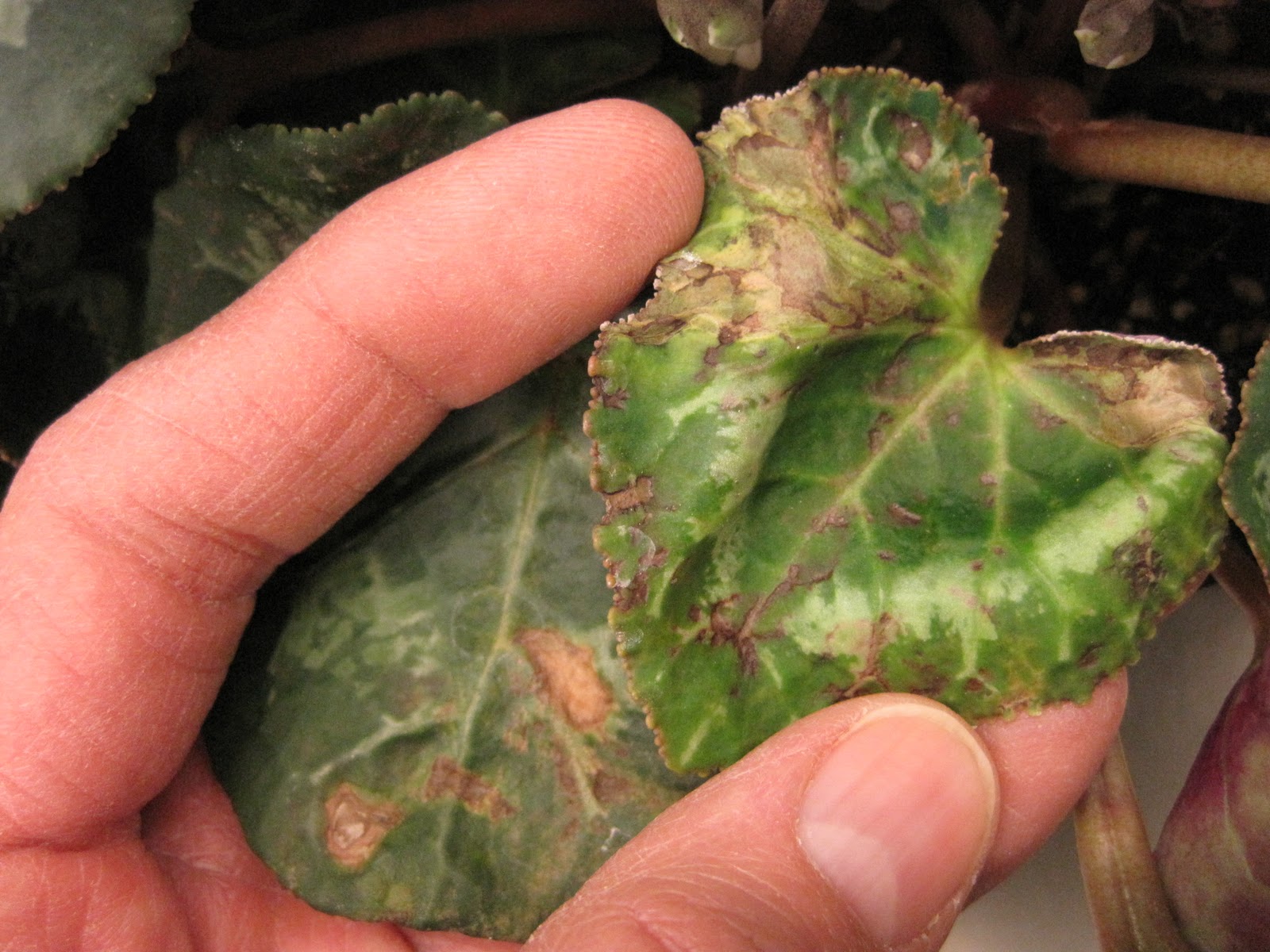 NCSU PDIC Sample of the Week INSV on Cyclamen