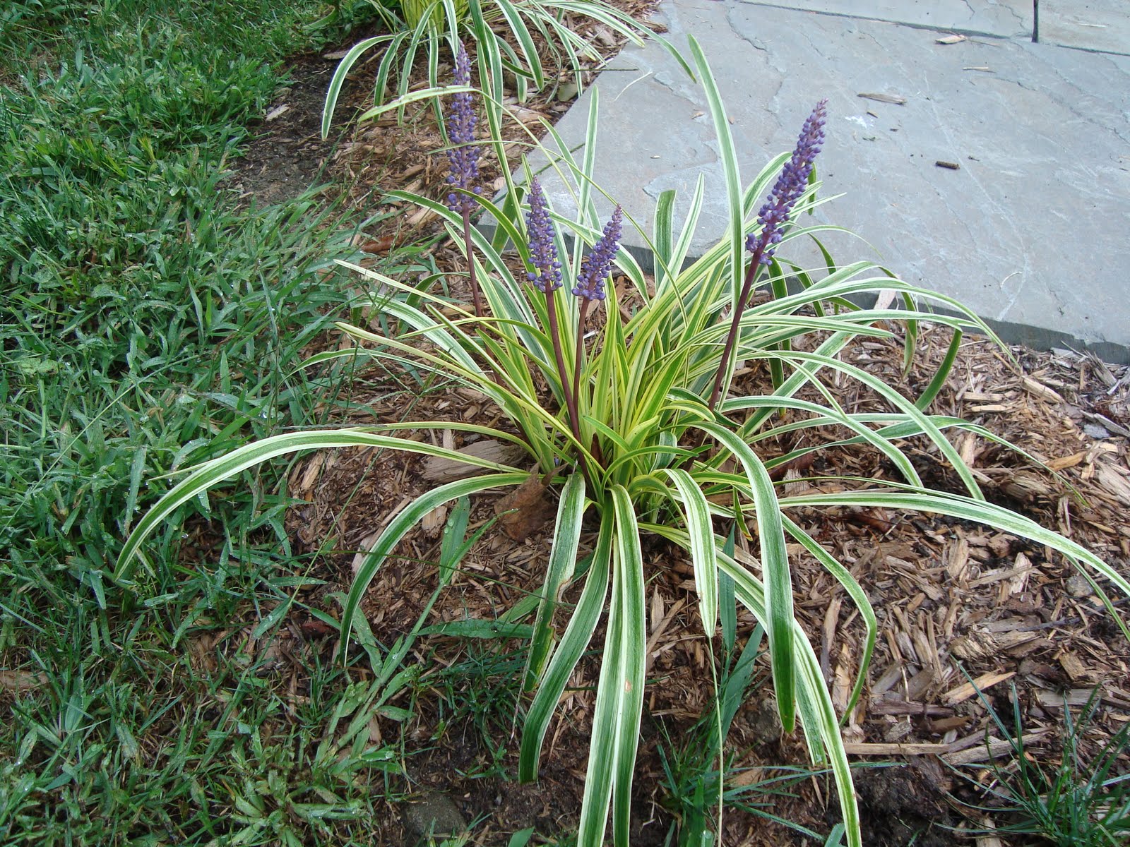 Wilton Diaries August 2011