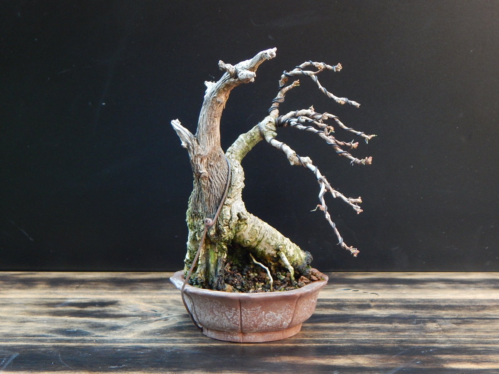 bonsaicodelia: ROBLE.1/16