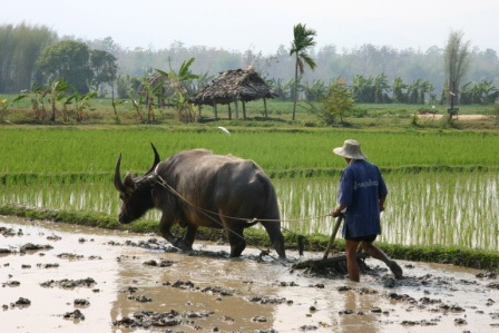 Gentleman farmer in Thailand