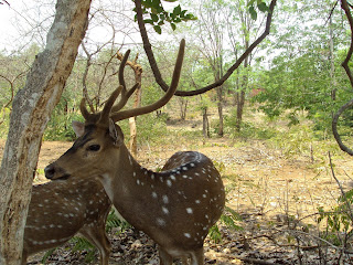 Spotted deers or chitals in Kuruvampatti zoo
