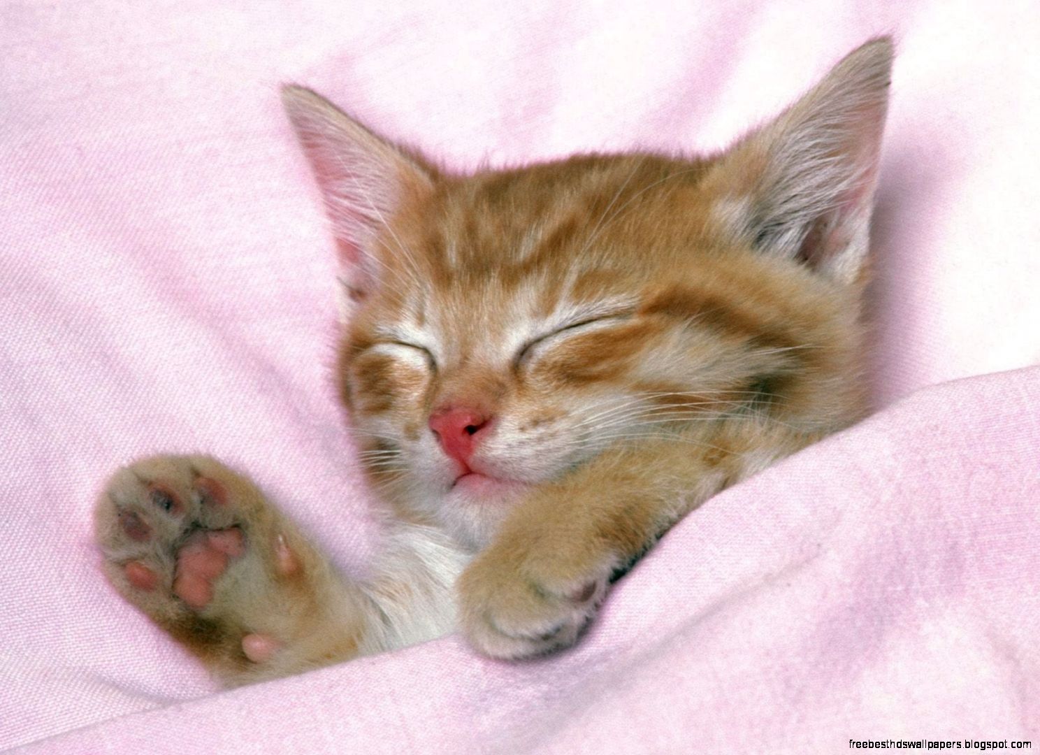 Cute Kitten Cat Sleeping Cute Kitten Cat Sleeping