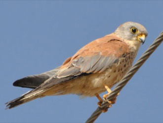 falco.jpg