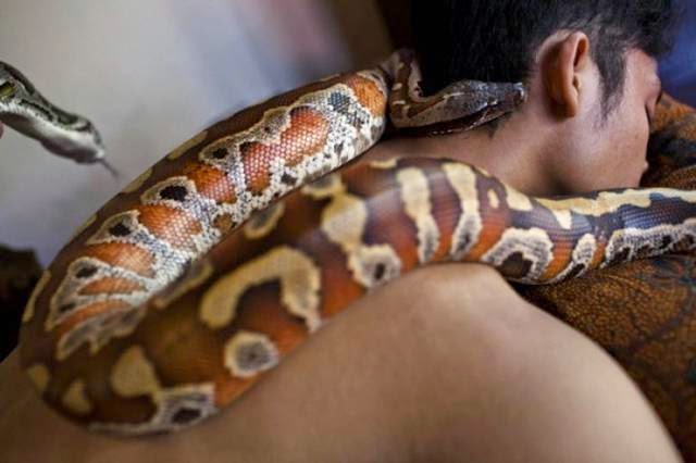 Reflexology - Massage python Worker spa keeps pythons, which are used in a massage at the Center of reflexology in Bali October 27, 2013, in Jakarta, Indonesia.