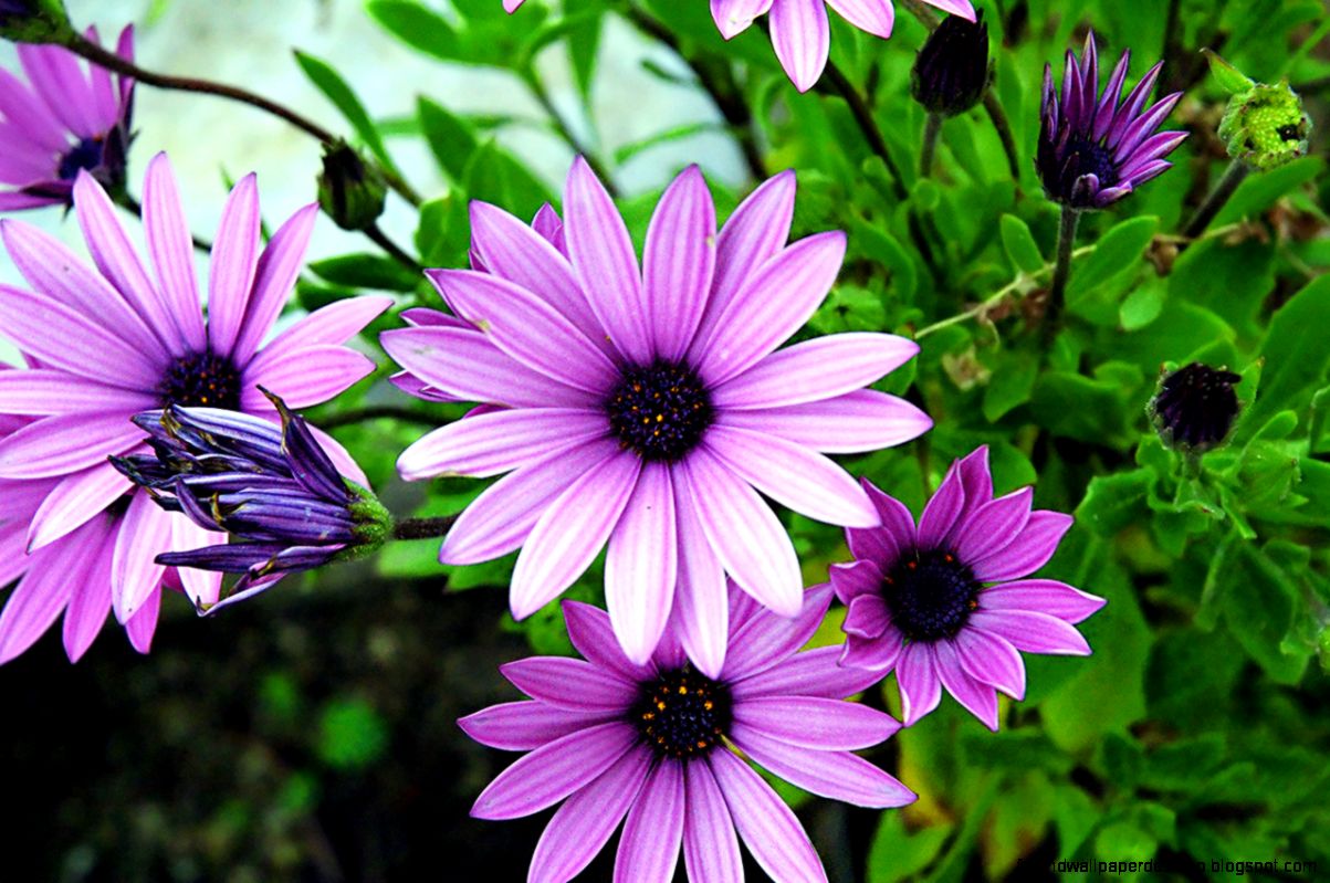 Purple Daisies Spring Garden Flowers Nature Purple Daisies Spring Garden Flowers Nature