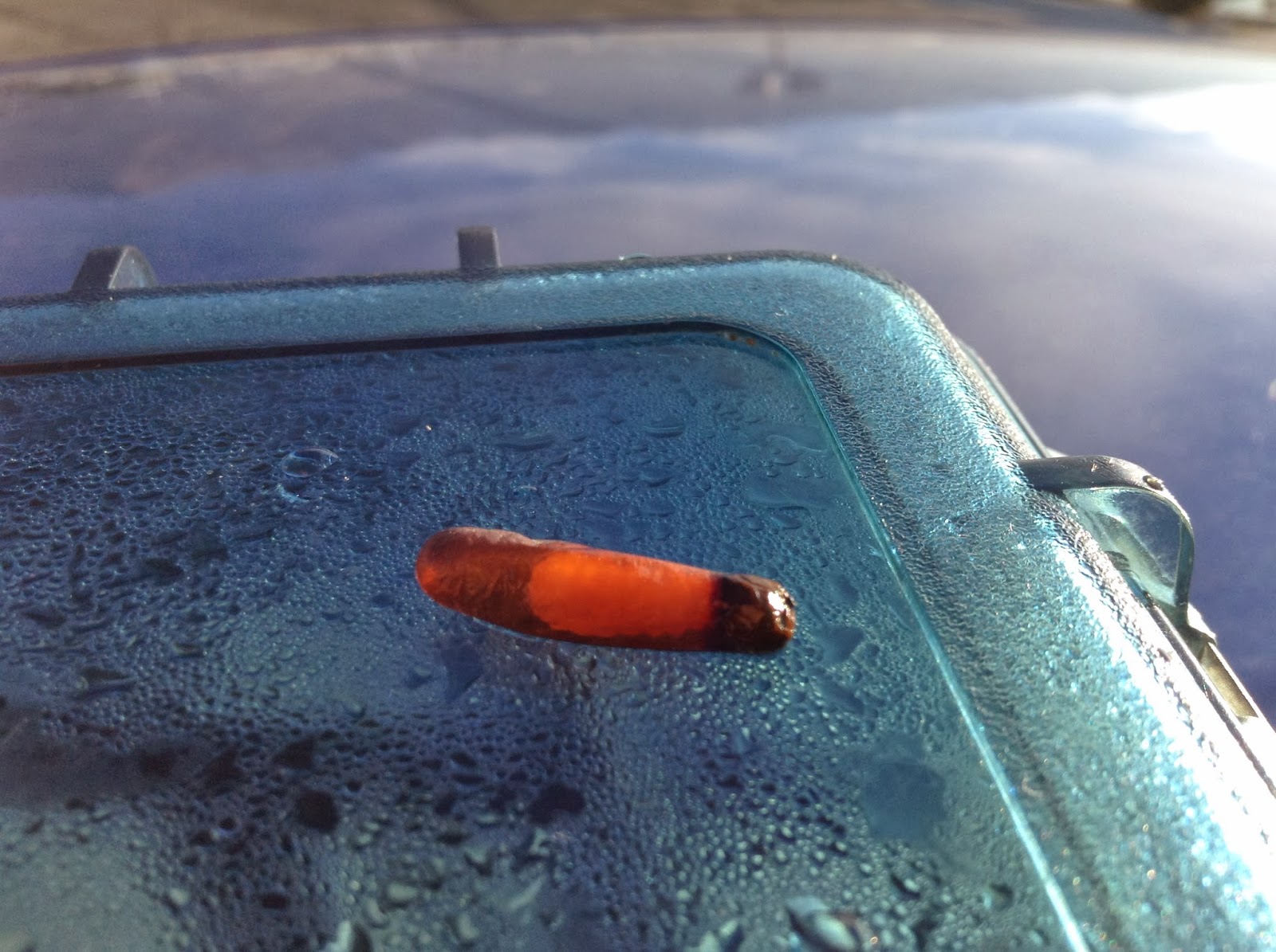 Gords Swim Log Finding a Mud Dauber larvae swimming in the GSL